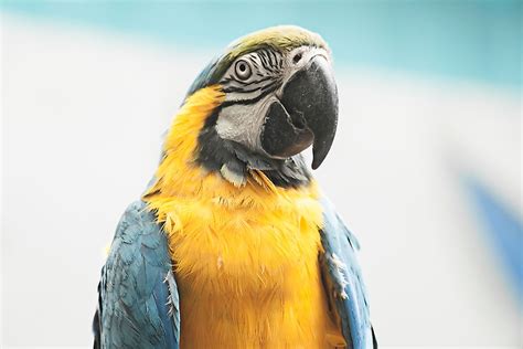 The Most Threatened Parrots Of The World Worldatlas