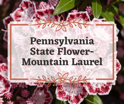Pennsylvania State Flowers Best Flower Site