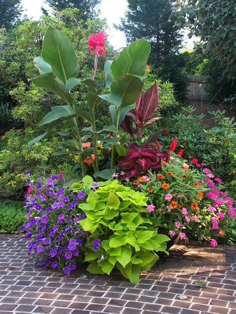 Container Gardening With Canna Lilies 30 Plants Container Gardening