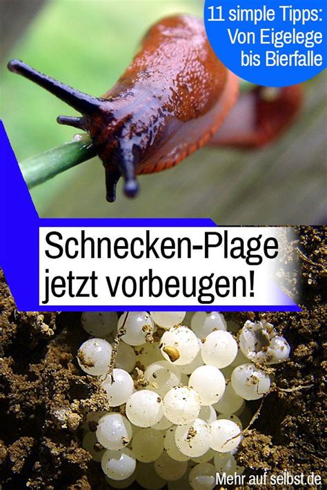 Das schützt tomaten vor den schnecken. Schneckeneier | selbst.de | Schnecken im garten ...
