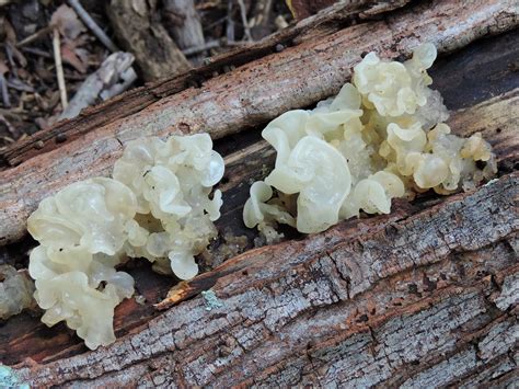 Maryland Biodiversity Project White Jelly Fungus Exidia Alba