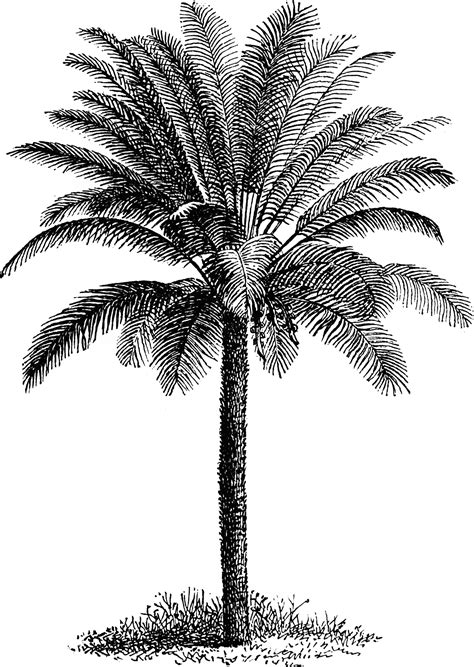 Forest tree nature forest wood environment foliag forest tree. Palm Tree | ClipArt ETC