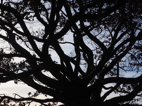 Free Images Tree Nature Forest Branch Silhouette