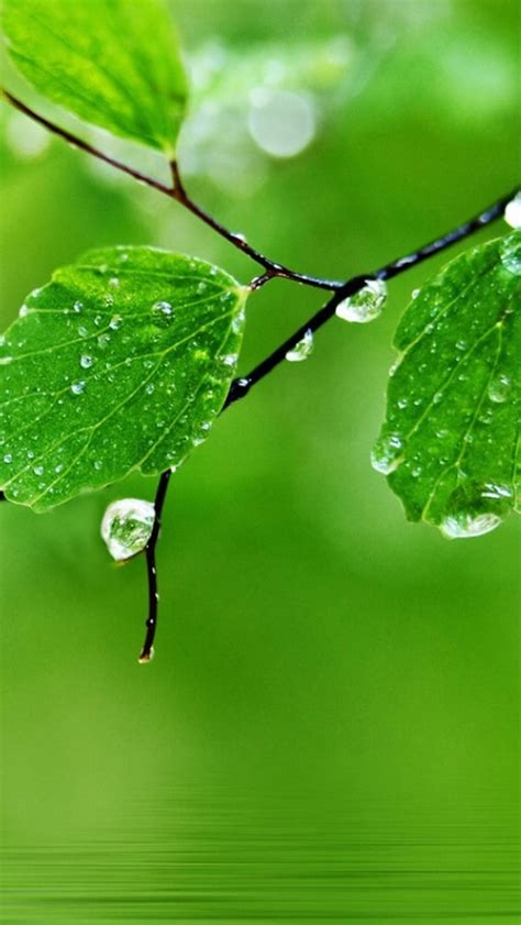 Pure Fresh Dew Leaf Branch Over Water Iphone Wallpapers Free Download