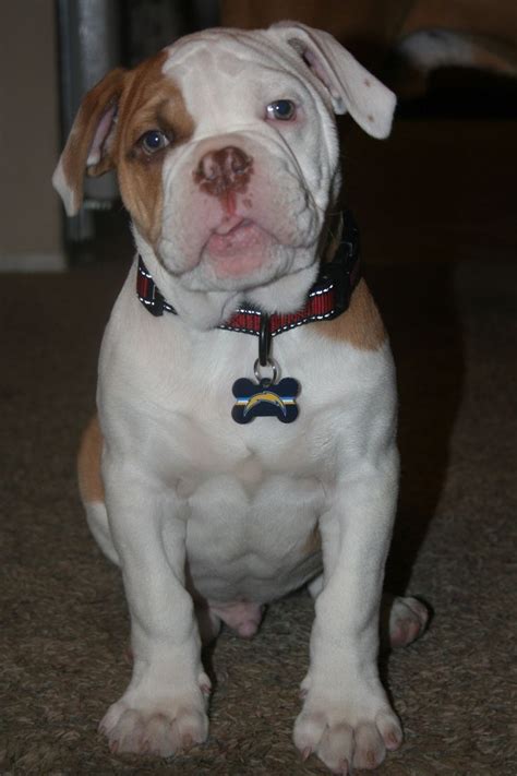 1000 Images About Old English Bulldogs On Pinterest Puppys Winter