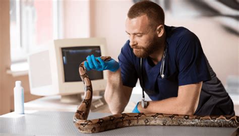 Do Pet Snakes Need Vaccinations Animal Nerdz