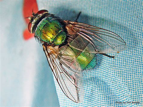 Phil Bendle Collectionfly Green Bottle Lucilia Sericata Citscihub
