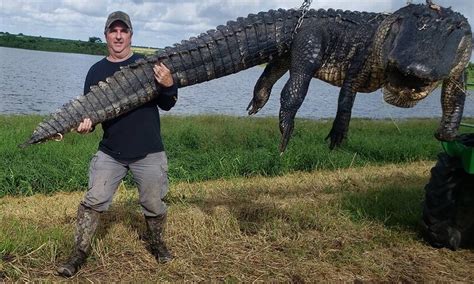 World Record Alligator 2022