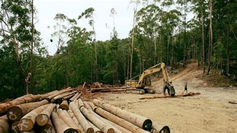 Nsw Logging Industry In Danger Despite Federal Court Decision The
