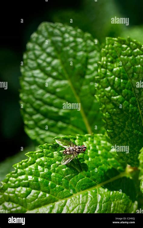 Green Mint Leaves Herbs Stock Photo Alamy