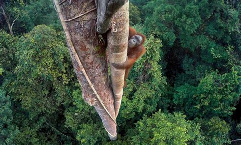 Wildlife Photographer Of The Year Tim Lamans Gopro Photo Of An