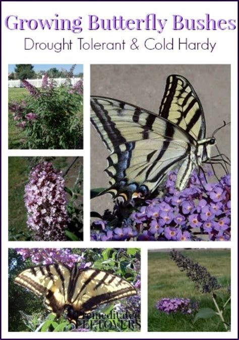 Tips For Growing Butterfly Bushes