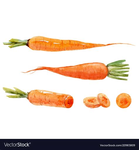 Watercolor Carrot Set Royalty Free Vector Image