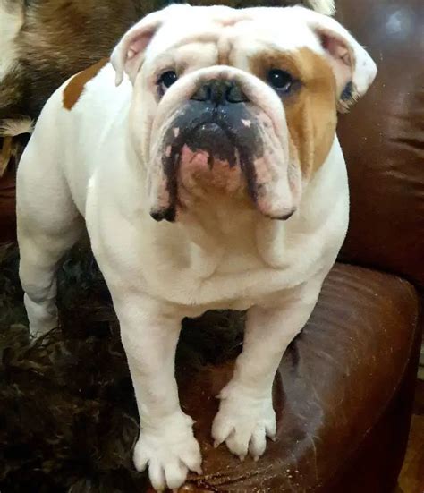 16 Facts About Raising And Training English Bulldogs Pettime