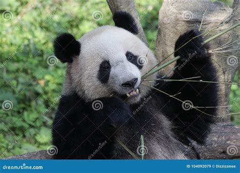 Panda Cub In Chongqing Is Eating Bamboo Stock Image Image Of Face