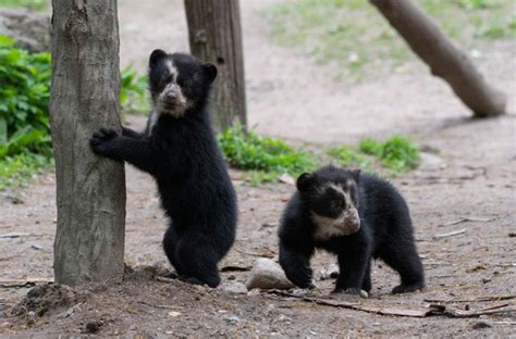 2 Andean Bear Cubs Are Ready To Make Their Debut At Queens Zoo