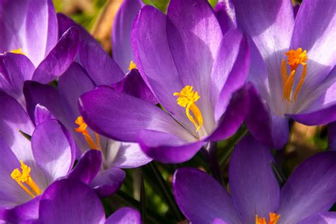 3840x2560 Bloom Blossom Crocus Flower Meadow Nature Purple