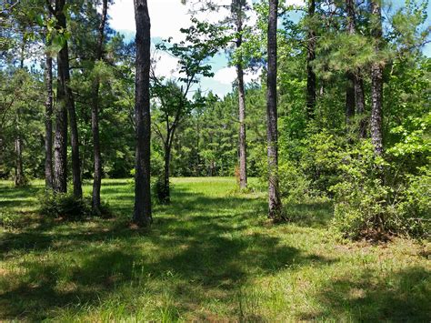 154 homes for sale or rent in chambers county east. hunting-cabin-land - East Texas Property For Sale - Wooded ...