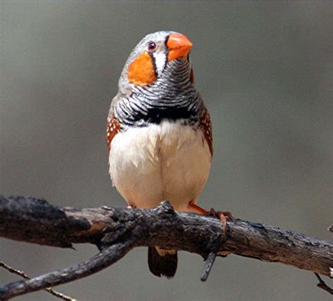 Most relevant best selling latest uploads. Zebra Finch - Canberra Birds