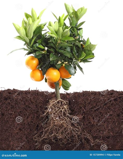 Small Orange Tree Isolated On White With Root Stock Photo Image Of