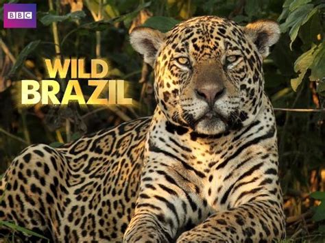 Wild Brazil 2014