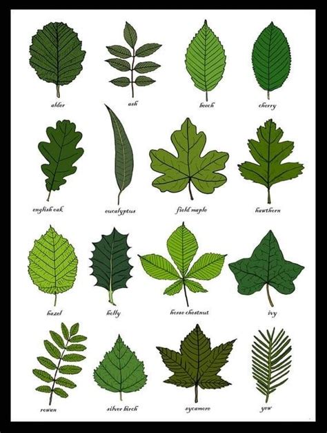 It's an individual kind of tree that shares the same general appearance and the same characteristics of bark, leaf, flower, and seed. nearly 1,200 species of trees grow naturally in the u.s. Learn How To Identify Trees And Leaves - Enchanted Little ...