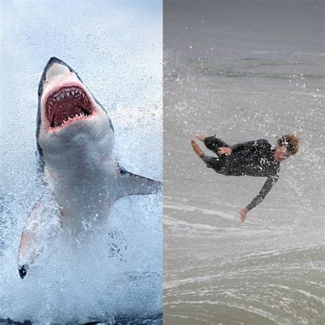 Great White Sharks Attacks Injuries