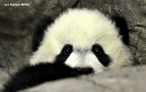Bei Bei 6 Months Old 6 Month Olds Panda Bear 6 Months