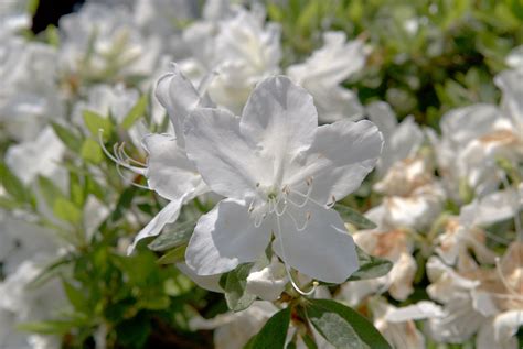 Azalea Japonica Hino White Plants Direct Victoria Bc