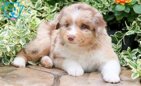 Puppies available and coming soon we have a few puppies still available for reservation. Davey | Australian Shepherd - Mini Puppy For Sale ...
