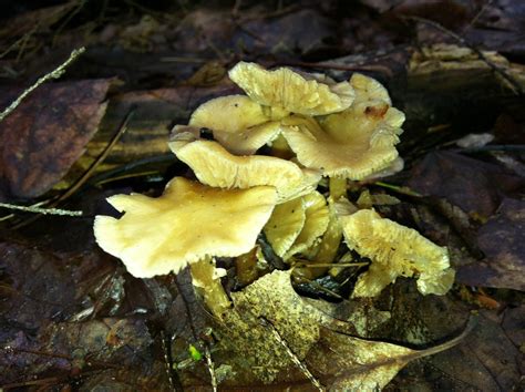 wavy cap look alikes - Mushroom Hunting and Identification - Shroomery