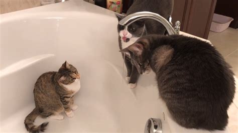 Cats And Kittens And The Bathtub Youtube