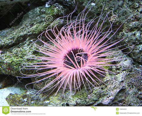 Stock Photography Pink Sea Anemone On A Coral Reef Image
