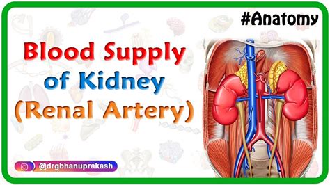 Blood Supply Of Kidney Renal Artery Gross Anatomy Animated Usmle