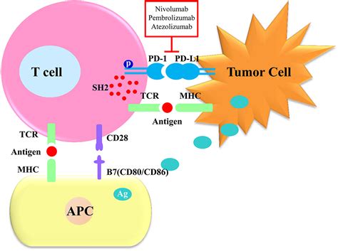 Pd 1 Immune Checkpoint Inhibitor Therapy Malignant Tumor Based On