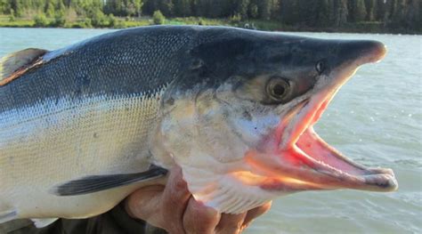 Salmon Scales Reveal Substantial Decline In Wild Salmon Population And