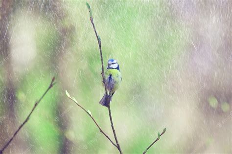 Premium Photo Spring Bird On A Branch Springtime Nature Wildlife Beauty