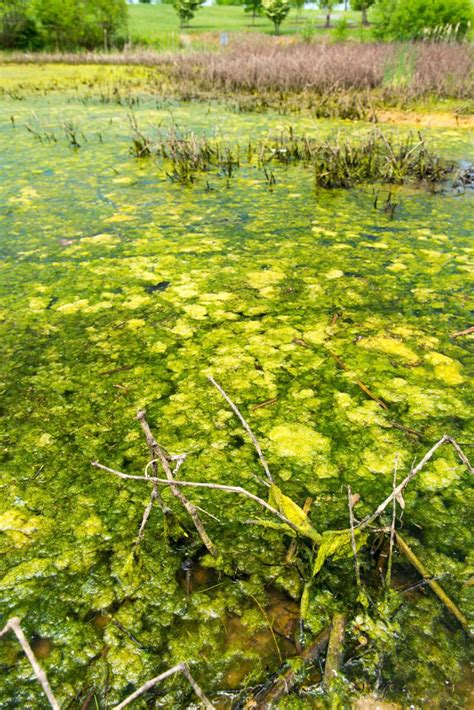 Study To Combat Toxic Algal Blooms Focus On Phosphorus Stormwater