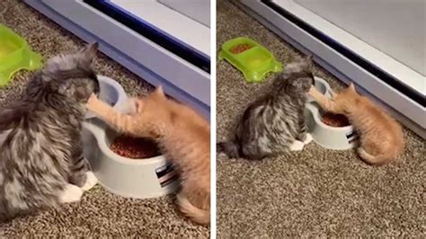 Cat Pushes Other Cat Away While Eating Youtube