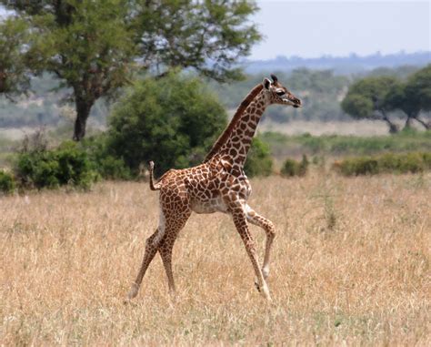 It's perfect as a preschool zoo . Seeing Spots: New Study Reveals the Giraffe Babies Inherit ...
