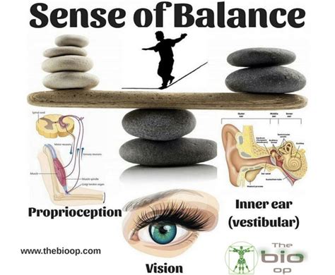 Sense Of Balance Biohacking Of Balance Inner Ear