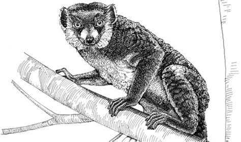 What Lemurs Can Teach Us About Human Evolution The World From Prx