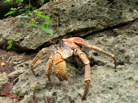 Hermit Crab Part Of Australias Biodiverse Marine Life