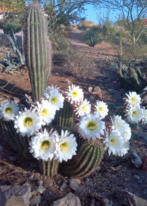 700 Am Phoenix Flowers On The Cactus Only Bloom For 24 Hours