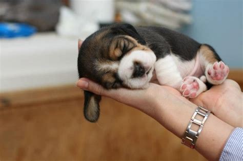 Sleeping Baby Beagle