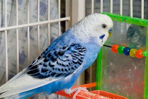 Parakeets For Sale At Petco Dionna Call