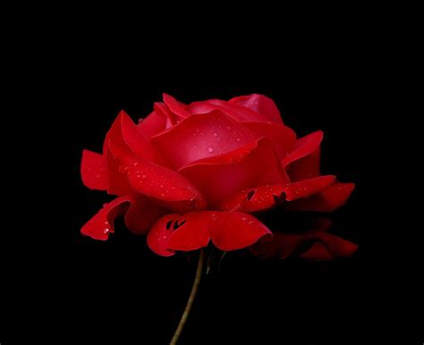 Free Download Red Rose With Black Backgrounds 1600x1303 For Your
