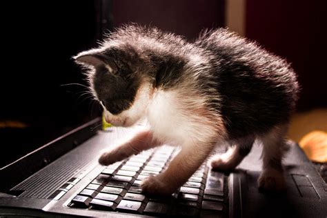 Why Do Cats Like Laptops Goimages I