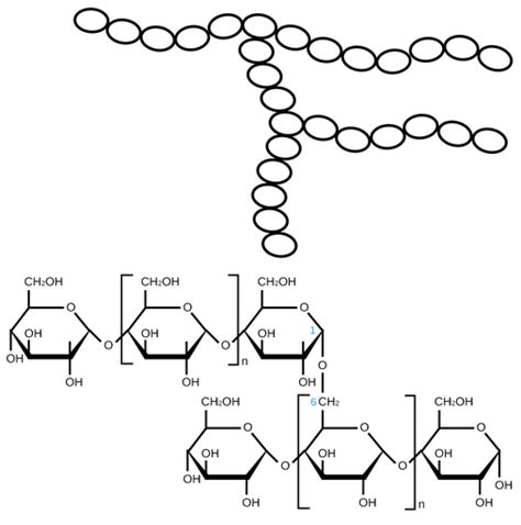 Amylopectin Structure