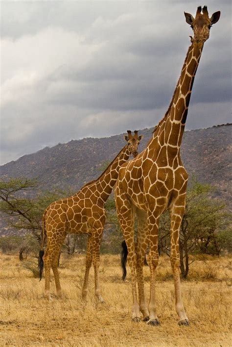 Wild Earth With Images Giraffe Animals Beautiful